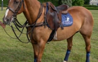Brown polo pony in equestrian attire.