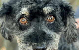 Close-up of a black and gray dog's face with expressive brown eyes.