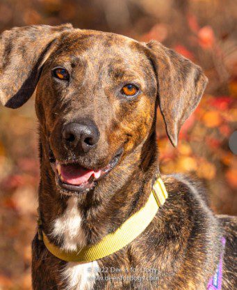 A brindle dog wearing a yellow collar.