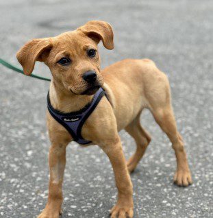A brown puppy wearing a harness.