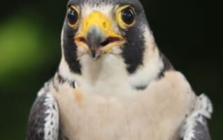 Close up of a falcon with open beak.