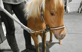 A small brown pony held by a person in black pants and boots.