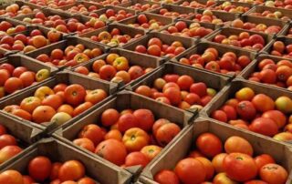 Crates filled with fresh, ripe tomatoes arranged neatly.
