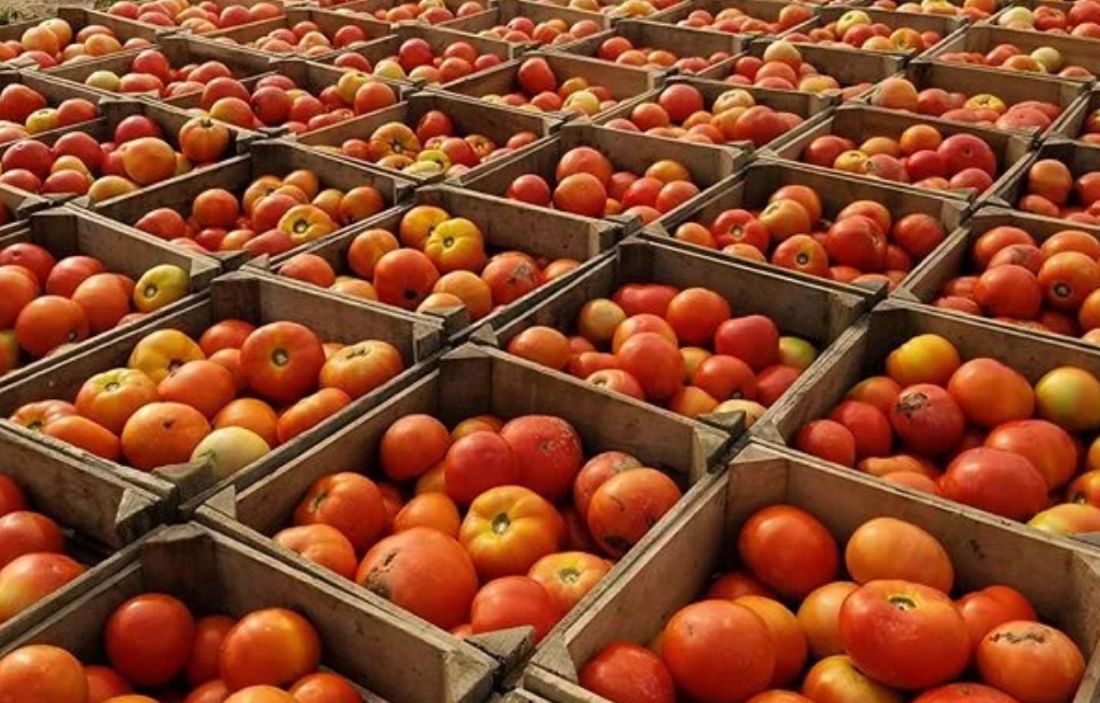 Crates filled with fresh, ripe tomatoes arranged neatly.