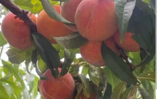 Ripe peaches hanging on a tree branch surrounded by green leaves.