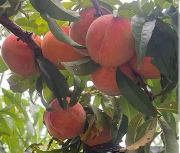 Ripe peaches hanging on a tree branch surrounded by green leaves.